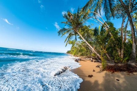Palm trees on the wild beachの写真素材