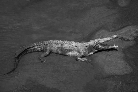 Crocodile rests on the sandy beach on a shallow water of a river with open mouth