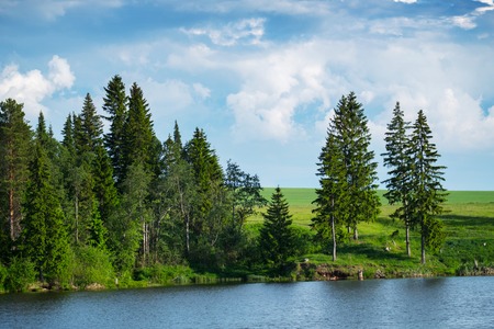 Pine trees on a green coast of a pondの写真素材