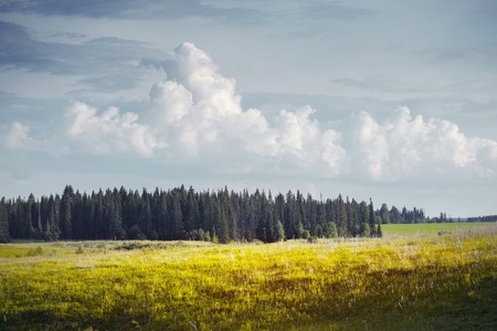 Meadow with yellow grass and fluffy clouds over pine trees on the horizonの写真素材