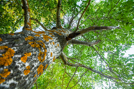 Summer green tree with close up trunk viewの写真素材