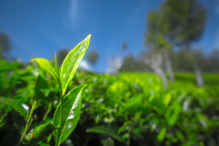 Green lush tea leaves with tea plantation on the backgound. Sri Lankaの写真素材