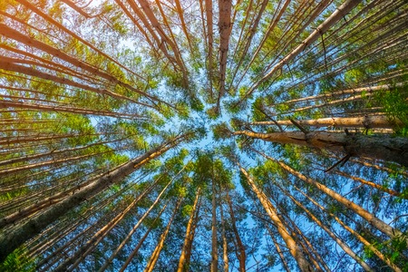 Pine trees at sunny dayの写真素材