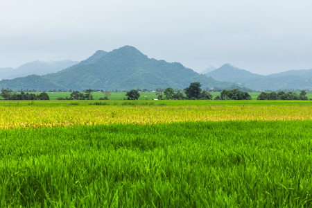 Rice fields and mountains. Island of Flores, Indonesiaの写真素材