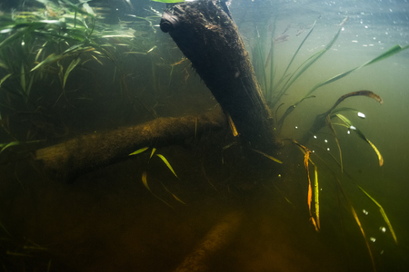 Underwater view of the river bottom with old trees and weedの写真素材
