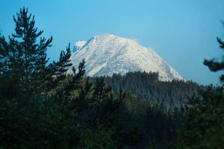 Pine tree forest with Alps on the horizon. Germanyの写真素材