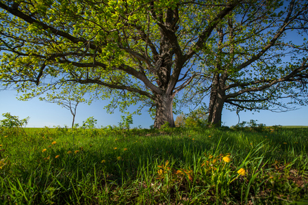 Green trees on a meadow with green grass and clear blue skyの写真素材