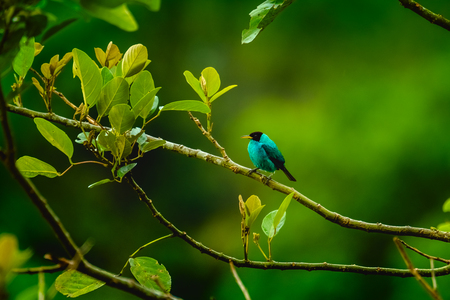 Green Honeycreeper, Chlorophanes spiza on the branchの写真素材