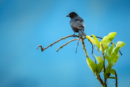 Tropical bird of Costa Rica on the branch with blue sky on the backgroundの写真素材