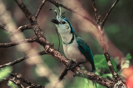 White throated magpie jay on the branch in the tropical forestの写真素材