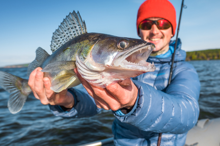 Happy angler holds fish Zander (Sander lucioperca) sitting in a boat with river on the backgroundの写真素材