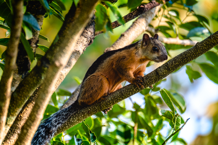 Rodent on the branch of tree. Costa Ricaの写真素材