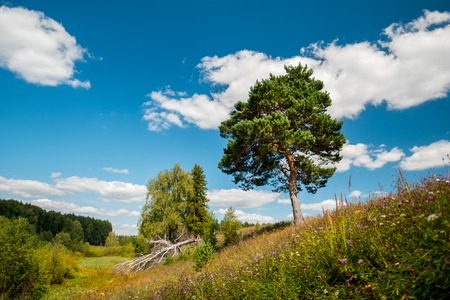 Summer meadow with pine tree, forest on the horizon and lush grass with flowers on the foregroundの写真素材