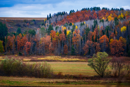 Autumn colorful forest at dayの写真素材