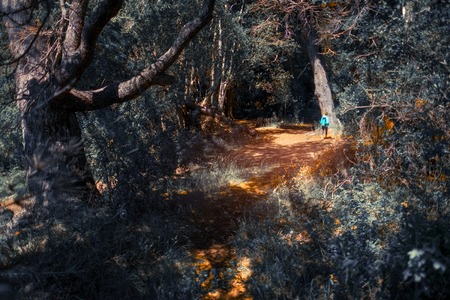 Hiker walks alone in the dense forest during sunny dayの写真素材