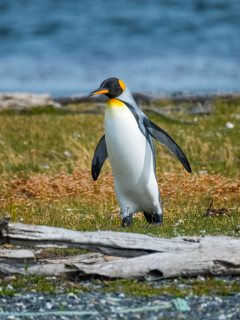 King penguin (Aptenodytes patagonicus) walks on the shore of the Island in Beagle Channel, Argentinaの写真素材