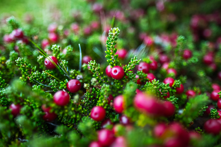 Crowberry (Empetrum rubrum) on the green natural background. Berry also known as diddle dee. Argentinaの写真素材