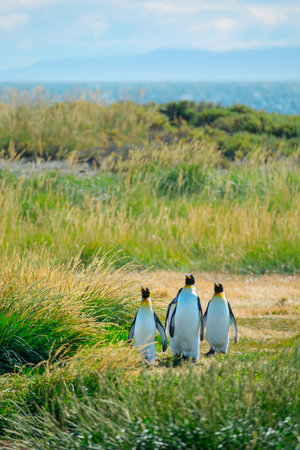 Group of King Penguins (Aptenodytes patagonicus) walks on the summer green island. Terra del Fuego, Chileの写真素材