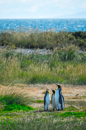 Group of King Penguins (Aptenodytes patagonicus) stands on the summer green island. Terra del Fuego, Chileの写真素材