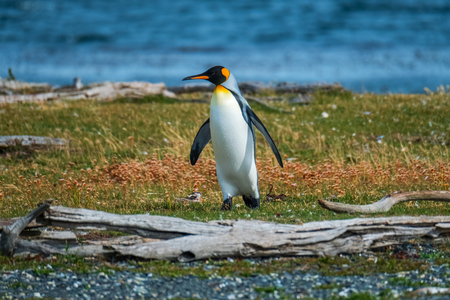 King penguin (Aptenodytes patagonicus) walks on the shore of the Island in Beagle Channel, Argentinaの写真素材