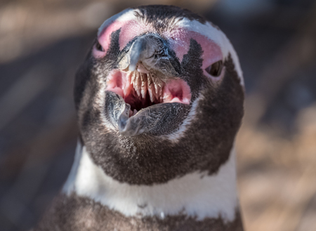 Magellanic penguin (Spheniscus magellanicus) with open mouthの写真素材