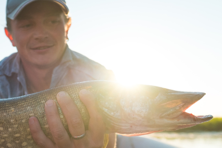 Young amateur angler holds the pike fish (Esox lucius)の写真素材