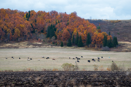 Herd of cows grazing on an autumn field. Russiaの写真素材