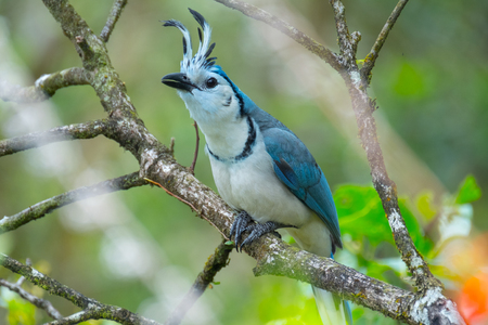 White throated magpie jay (Calocitta formosa) sits on the tree. Forest of Costa Ricaの写真素材