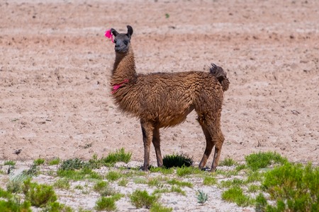 Llama (Lama glama) stands on the valley with green grass. Boliviaの写真素材