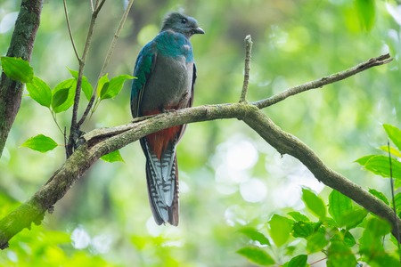Female of resplendent quetzal (Pharomachrus mocinno) sits in a forest of Costa Ricaの写真素材