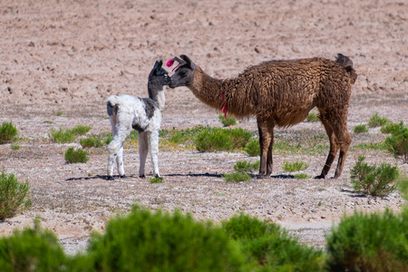 Two llamas (Lama glama) mother and baby stand on the valley with green grass. Boliviaの写真素材