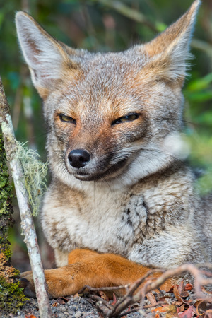 Portrait of the cunning fox in a forestの写真素材