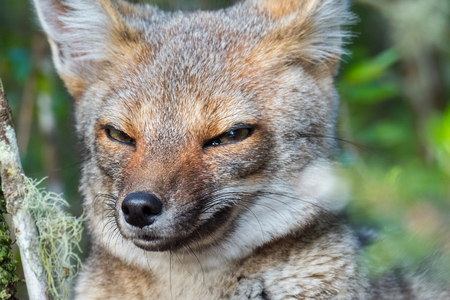 Portrait of the cunning fox in a forestの写真素材