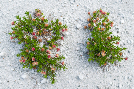 Plants growing on a dry Patagonian land, Chileの写真素材