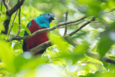 Male of resplendent quetzal (Pharomachrus mocinno) sits on the tree branch in the forest of Monteverde National Park, Costa Ricaの写真素材