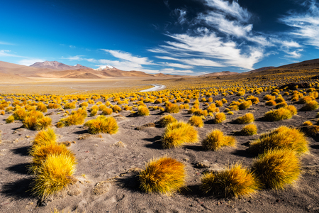 Desert with mountains and vegetation. Landscape of the Sud Lipez province. South of Boliviaの写真素材