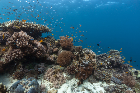 Coral reef with natural colors. Underwater shot of coral reef full of fish and different corals. Shot under natural light contition. Philippines.の写真素材