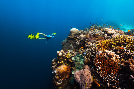 Freediver swims underwater near the vivid coral reef with colorful corals and schools of fish. Philippinesの写真素材