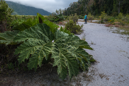 Giant Patagonian plant grows in the valley, Chileの写真素材