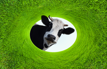 Happy smiling cow in a natural green grass ellipse frameの写真素材