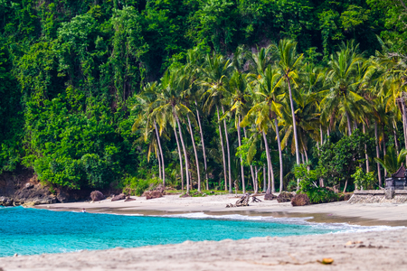 Tropical beach with palm treesの写真素材
