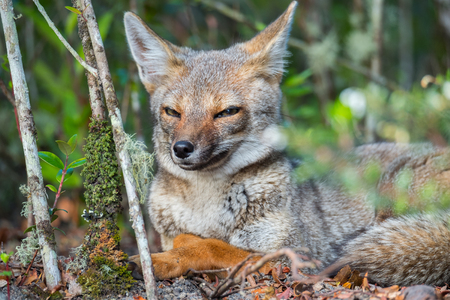 Portrait of the cunning fox lying in a forest and looking into cameraの写真素材