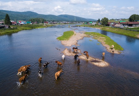 Herd of cows crossing the shallow river with buildings and houses on its coasts. Ural region, Russiaの写真素材