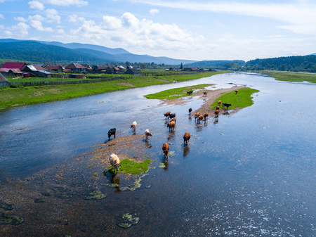 Herd of cows on the river. Russiaの写真素材