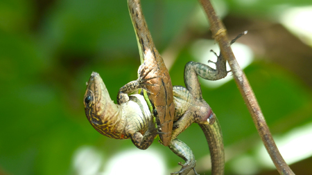 Narrow headed vine snake (Oxybelis aeneus) with its prey lizard in the forest of Costa Ricaの写真素材