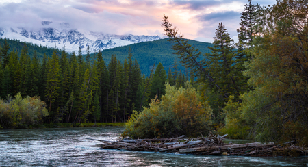 Panorama of the rapid river of Chuya ant its wild coasts with pine trees during sunset. Altai, Russiaの写真素材