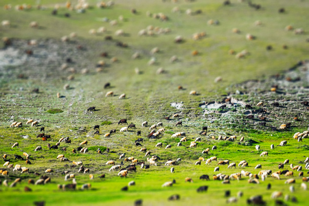 Huge sheep and goat herd grazing on the green hill in mountains of Altai, Russia. Tilt shift effect appliedの写真素材