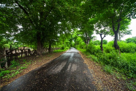 Wet asphalt road and lush green tropical trees on its sidesの写真素材