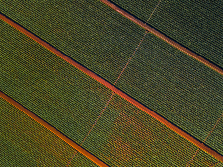 Aerial top down view of the pinaple plantation on Oahu, Hawaiiの写真素材