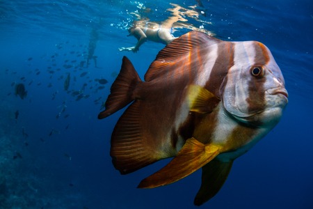 Butterfly fish swims in the blue ocean with humans on the backgroundの写真素材